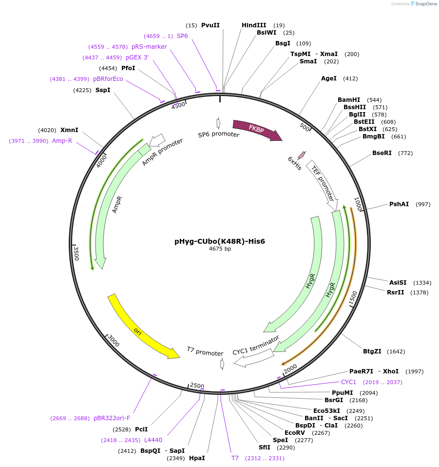 212778-plasmid-map-sequence-id-420586