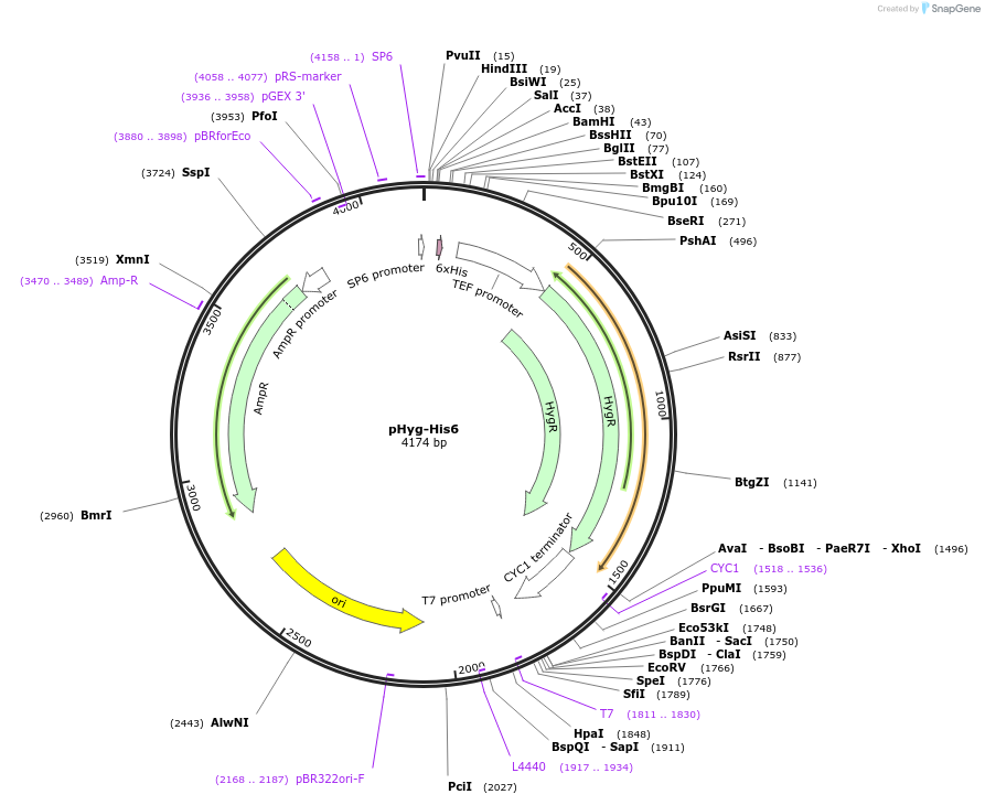 212776-plasmid-map-sequence-id-420588