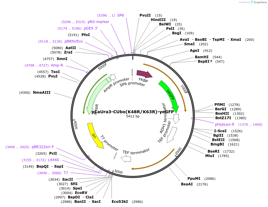212774-plasmid-map-sequence-id-420590