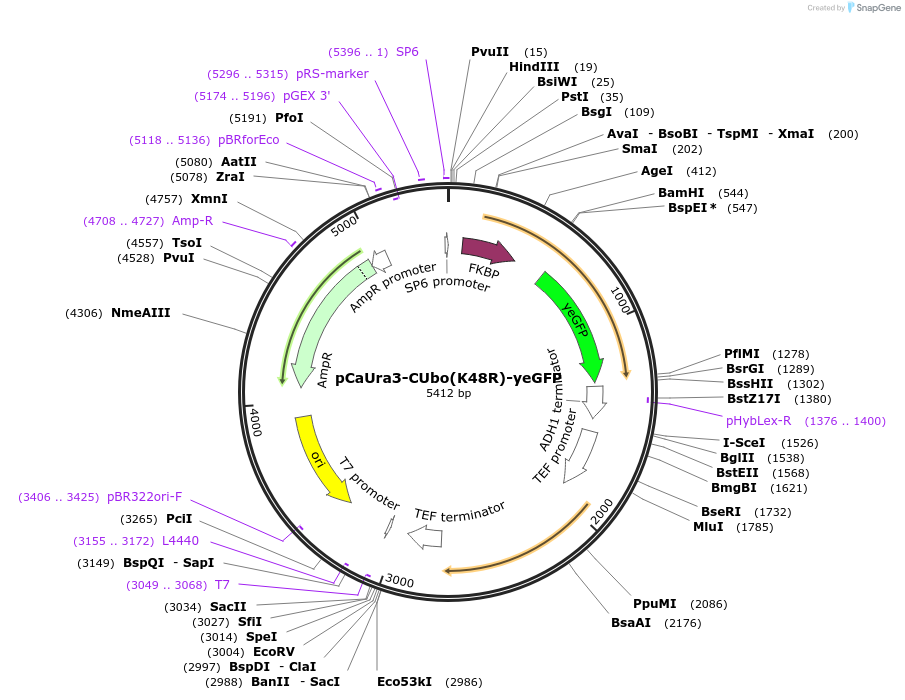 212772-plasmid-map-sequence-id-420592
