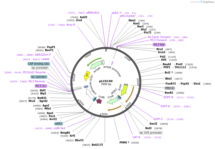 209354-plasmid-map-sequence-id-420595