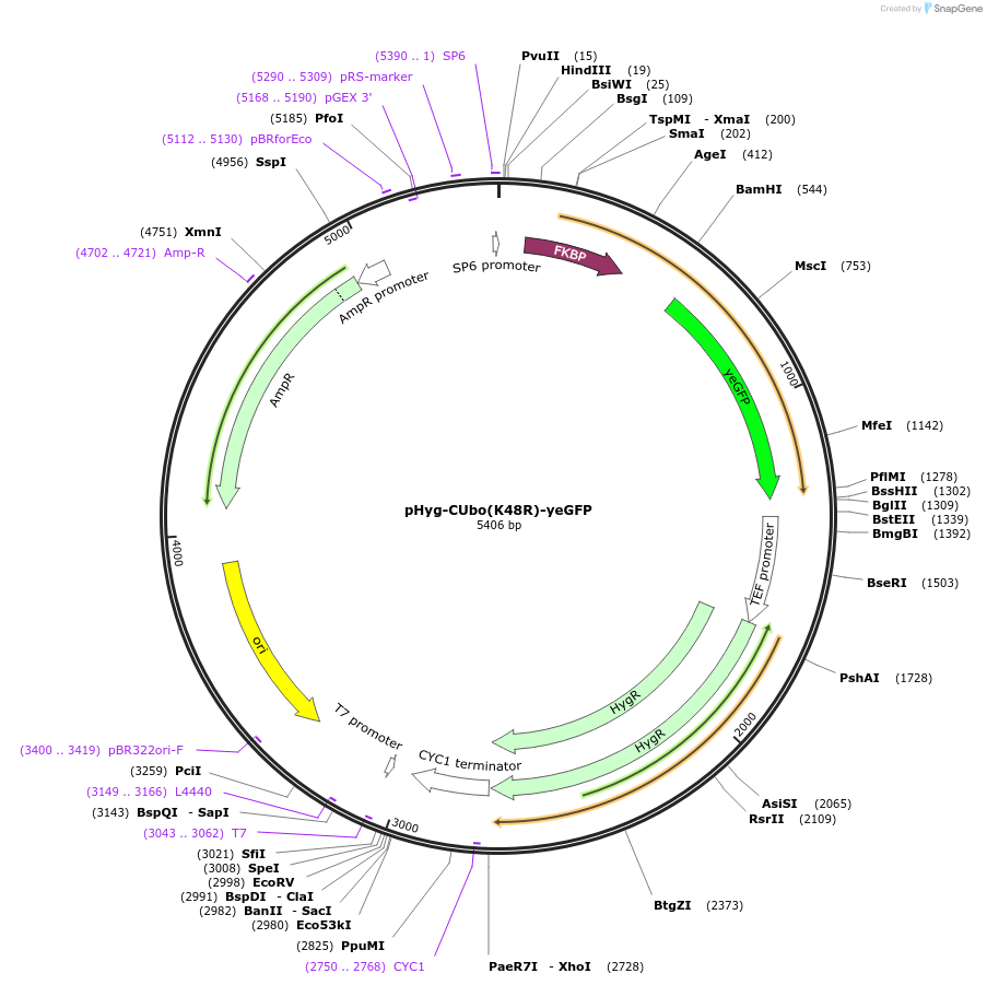 212767-plasmid-map-sequence-id-420597