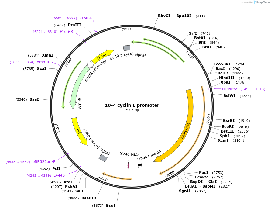 8458-plasmid-map-sequence-id-420598