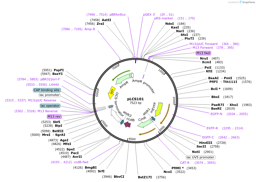 209355-plasmid-map-sequence-id-420613
