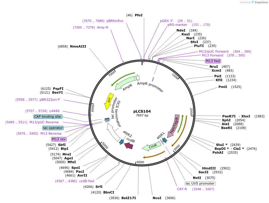 209357-plasmid-map-sequence-id-420620