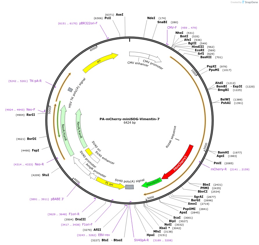 57800-plasmid-map-sequence-id-420621