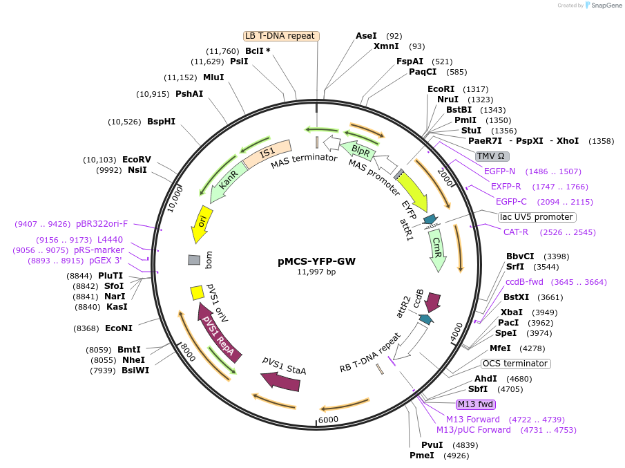209361-plasmid-map-sequence-id-420635