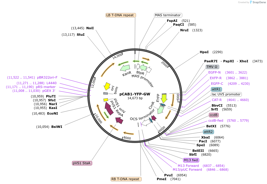 209363-plasmid-map-sequence-id-420646