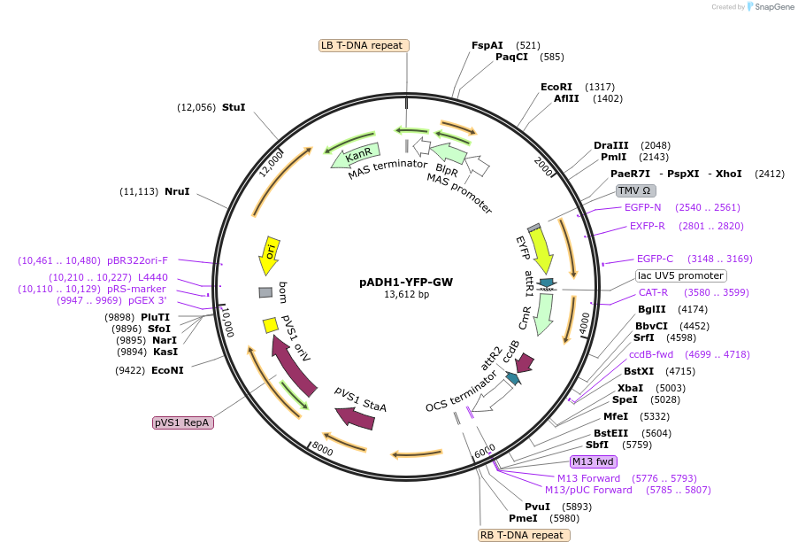 209364-plasmid-map-sequence-id-420648