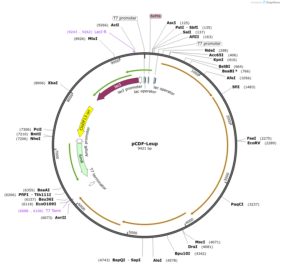 213154-plasmid-map-sequence-id-420650