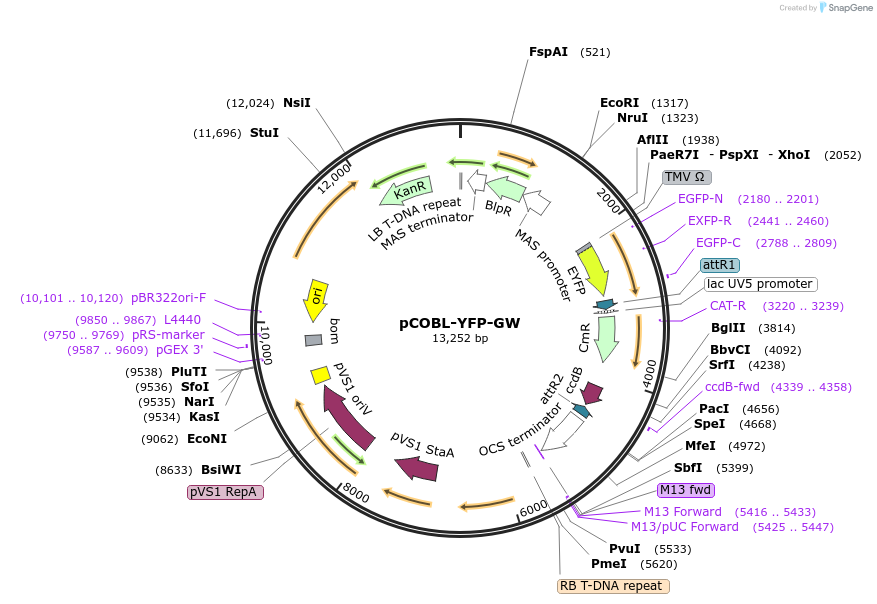 209368-plasmid-map-sequence-id-420662