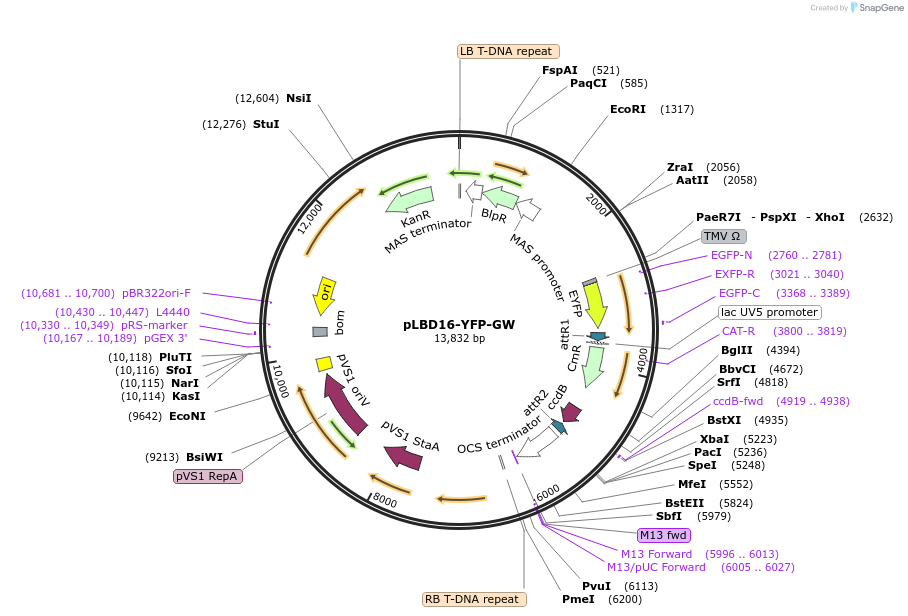 209369-plasmid-map-sequence-id-420663