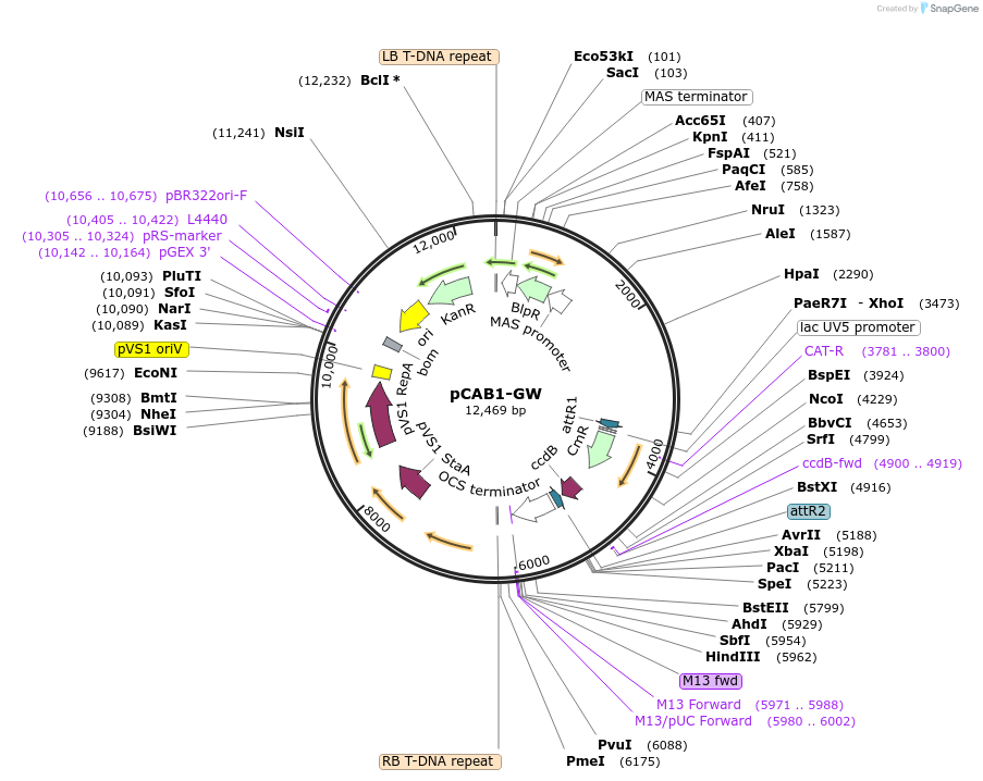 209371-plasmid-map-sequence-id-420664