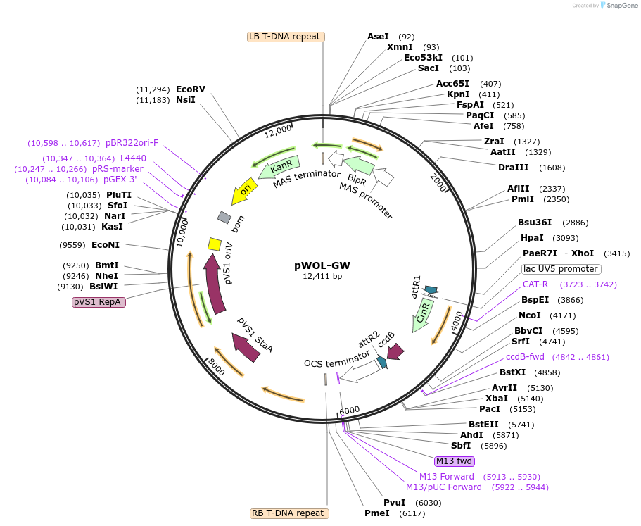 209373-plasmid-map-sequence-id-420666