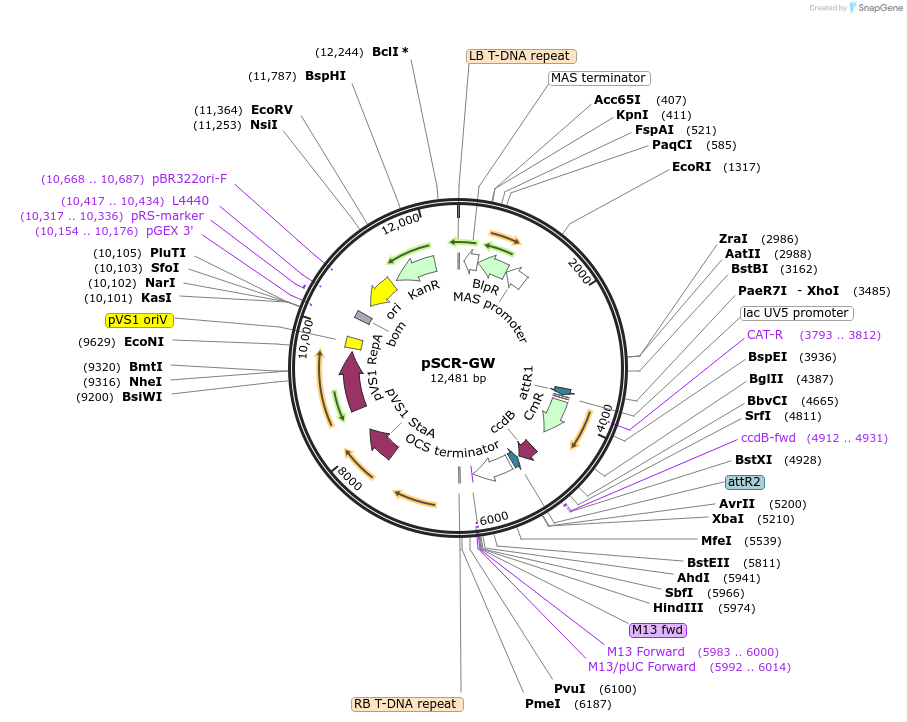 209374-plasmid-map-sequence-id-420667