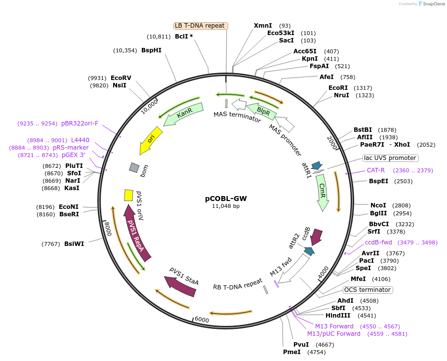 209376-plasmid-map-sequence-id-420669