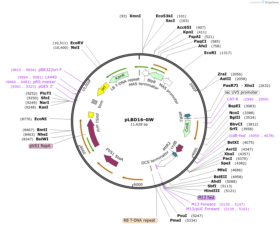209377-plasmid-map-sequence-id-420670