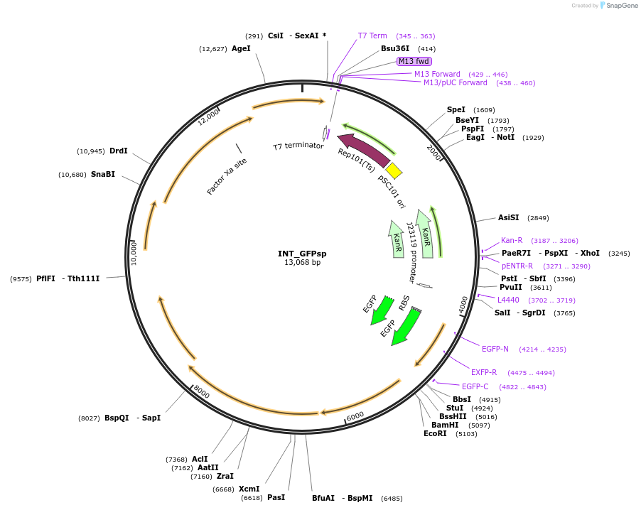 212144-plasmid-map-sequence-id-420757
