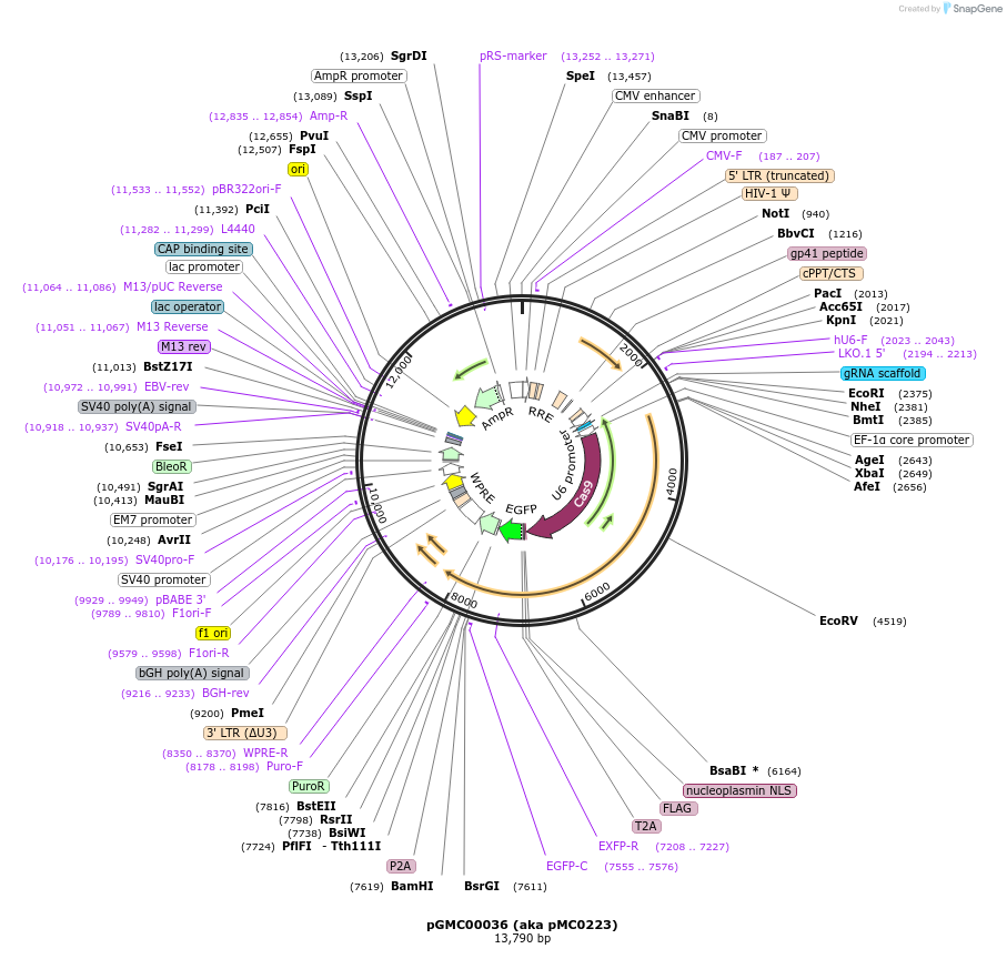 212659-plasmid-map-sequence-id-420786