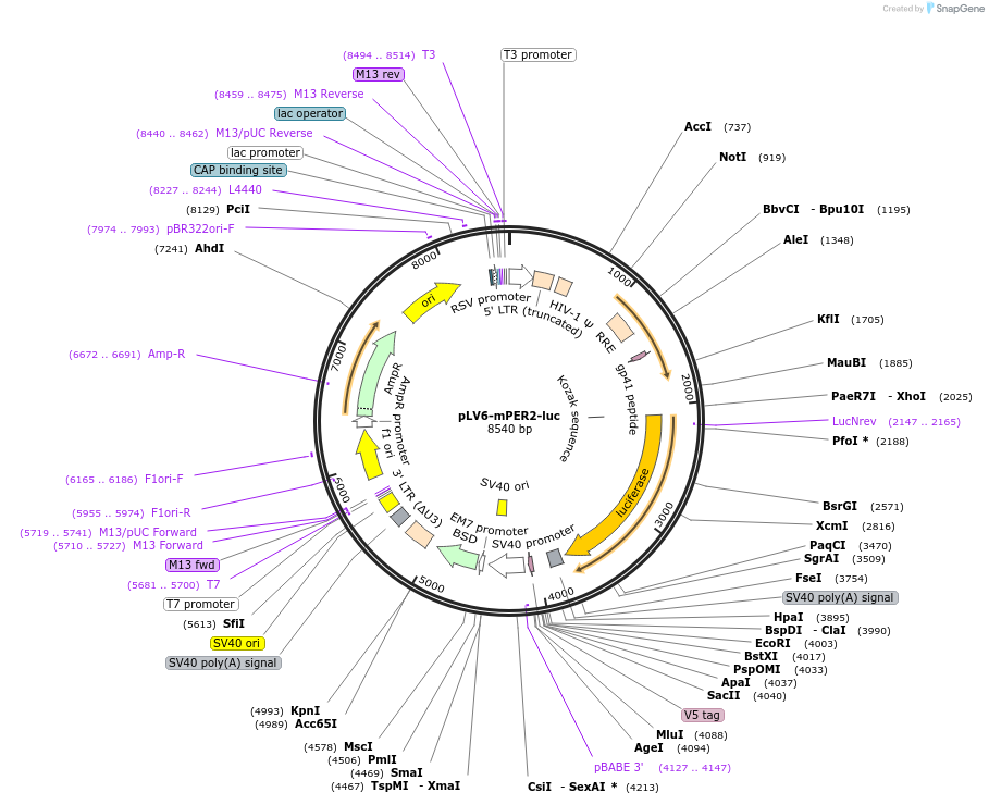 212035-plasmid-map-sequence-id-420788