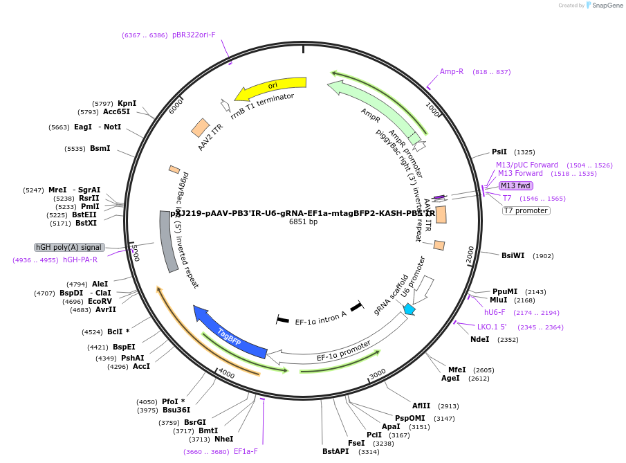 210525-plasmid-map-sequence-id-420793