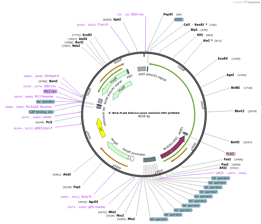 212089-plasmid-map-sequence-id-420904