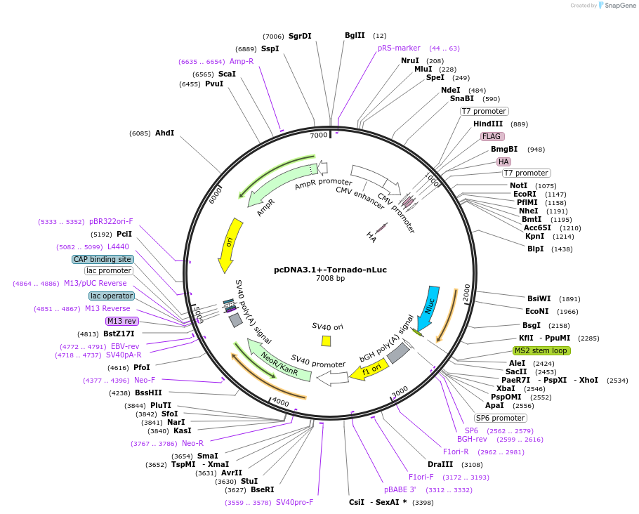 212611-plasmid-map-sequence-id-420917