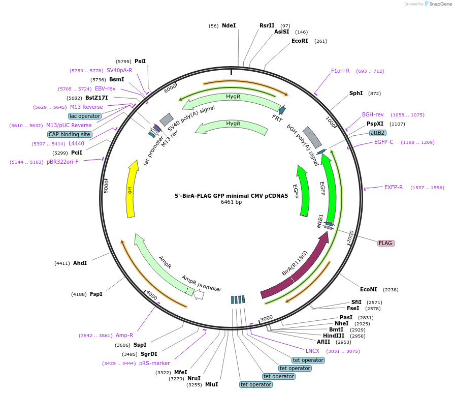 212087-plasmid-map-sequence-id-420918