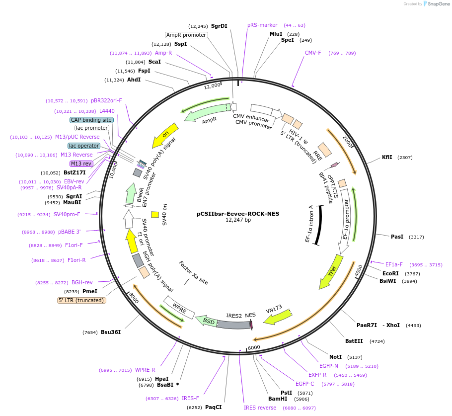 209918-plasmid-map-sequence-id-420955