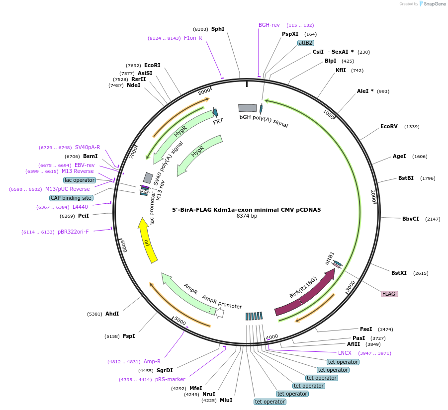 212088-plasmid-map-sequence-id-420956