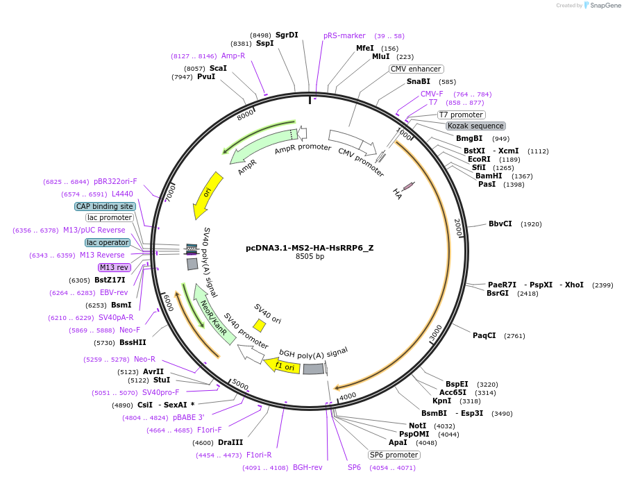 148131-plasmid-map-sequence-id-420961