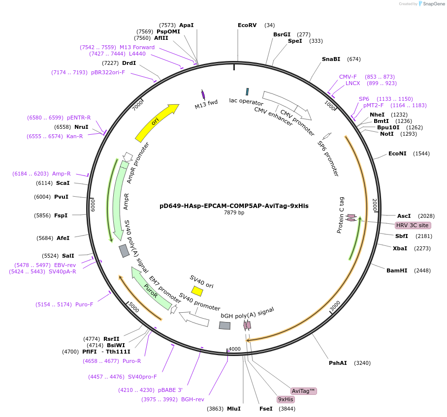 157257-plasmid-map-sequence-id-420965