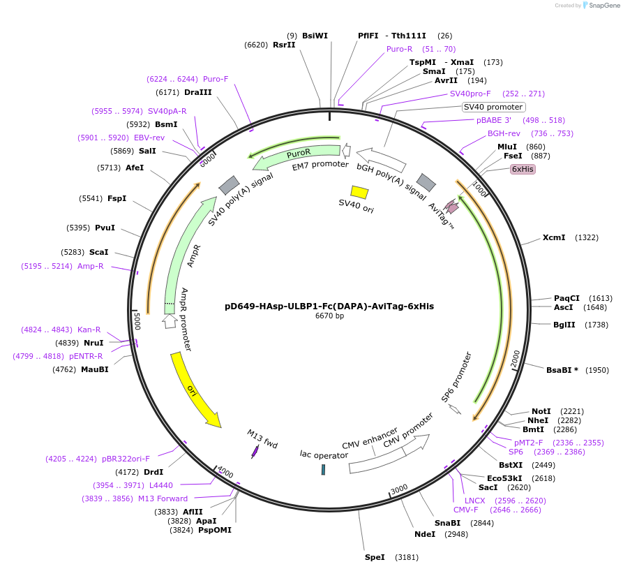 156597-plasmid-map-sequence-id-420967