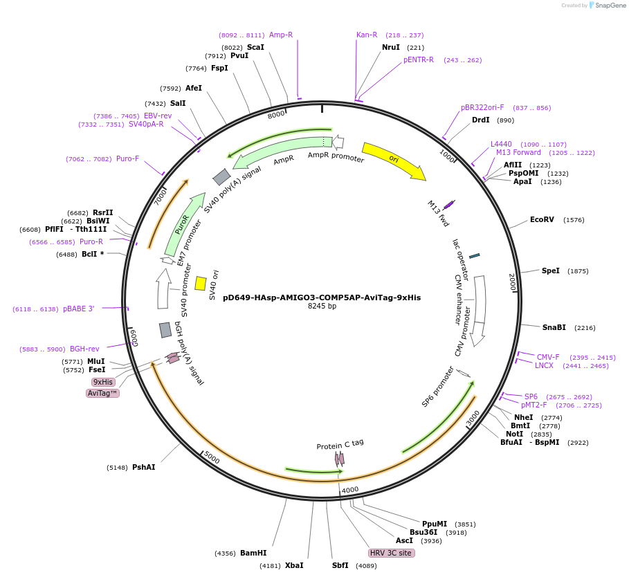 157369-plasmid-map-sequence-id-420991