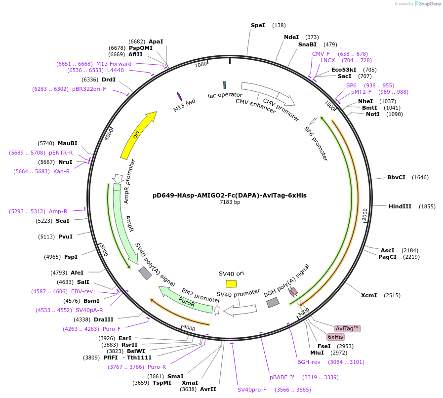 156803-plasmid-map-sequence-id-420995