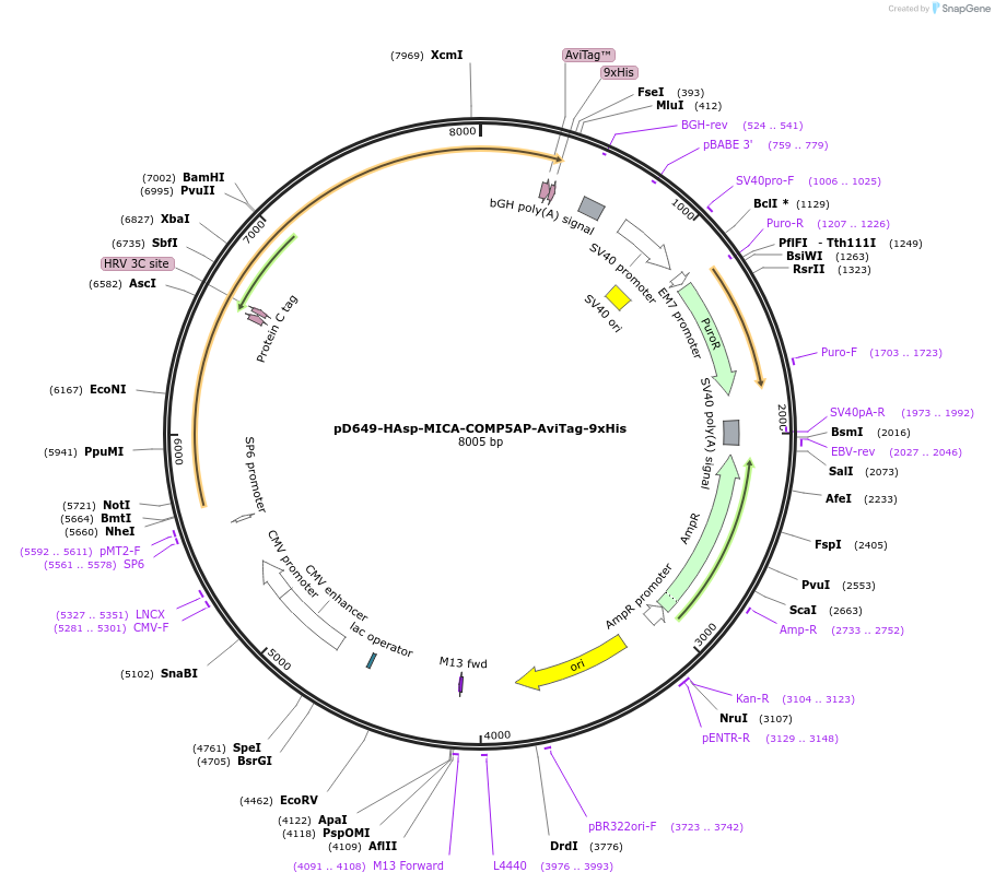 157289-plasmid-map-sequence-id-420996