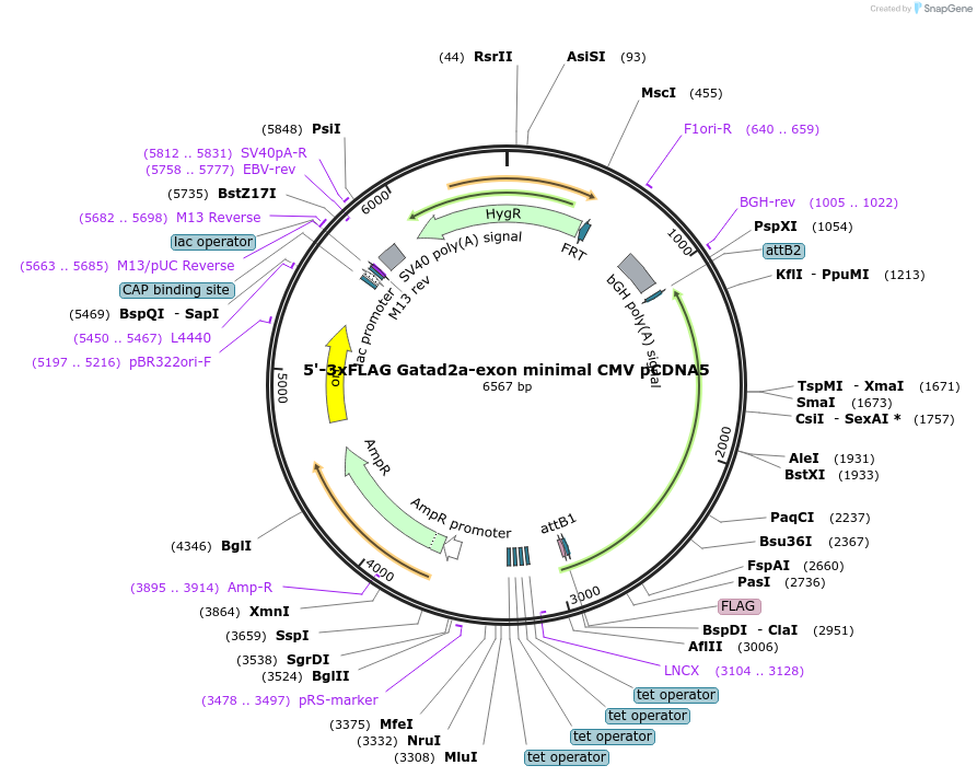 212051-plasmid-map-sequence-id-421002