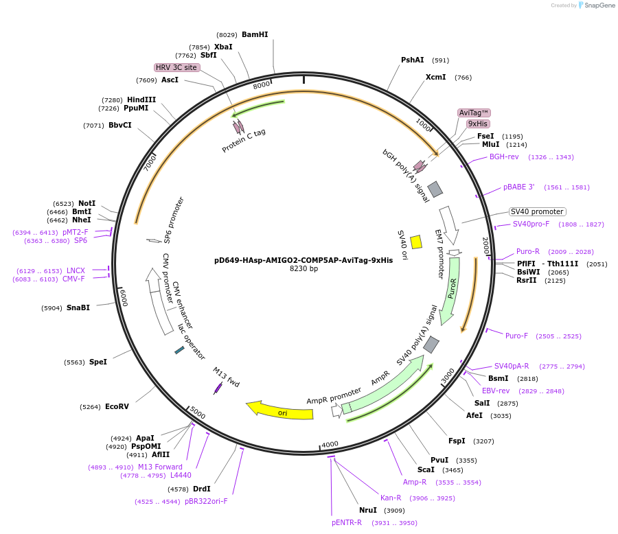 157367-plasmid-map-sequence-id-421003