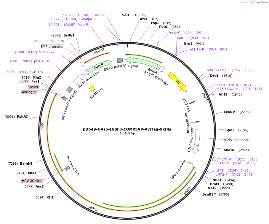 157596-plasmid-map-sequence-id-421004