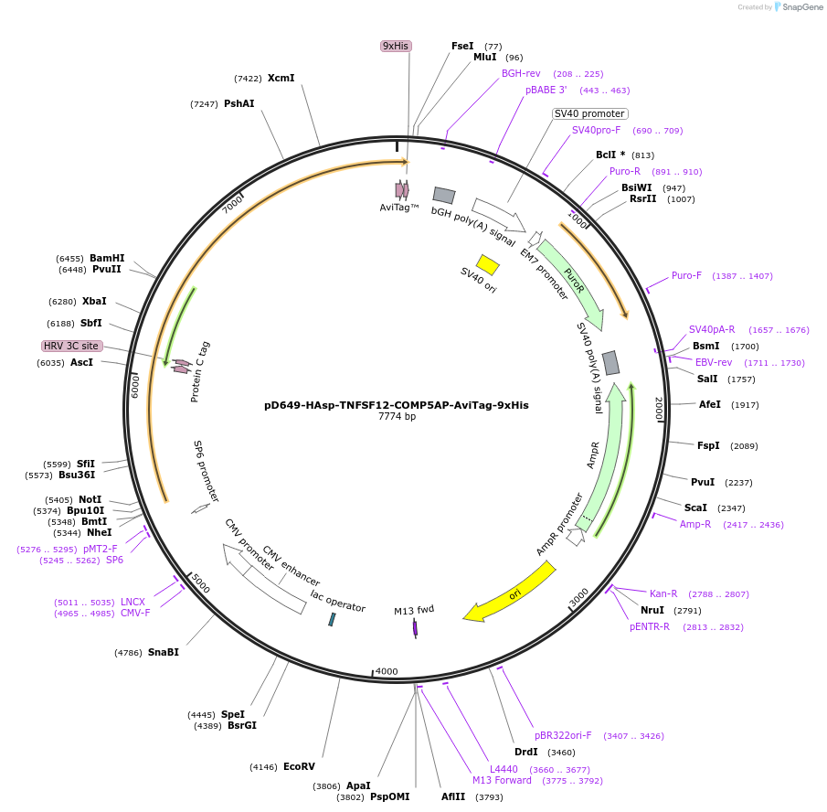157187-plasmid-map-sequence-id-421006