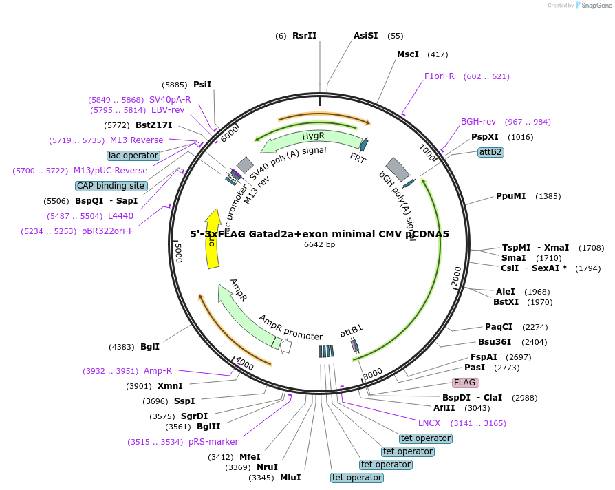 212050-plasmid-map-sequence-id-421008