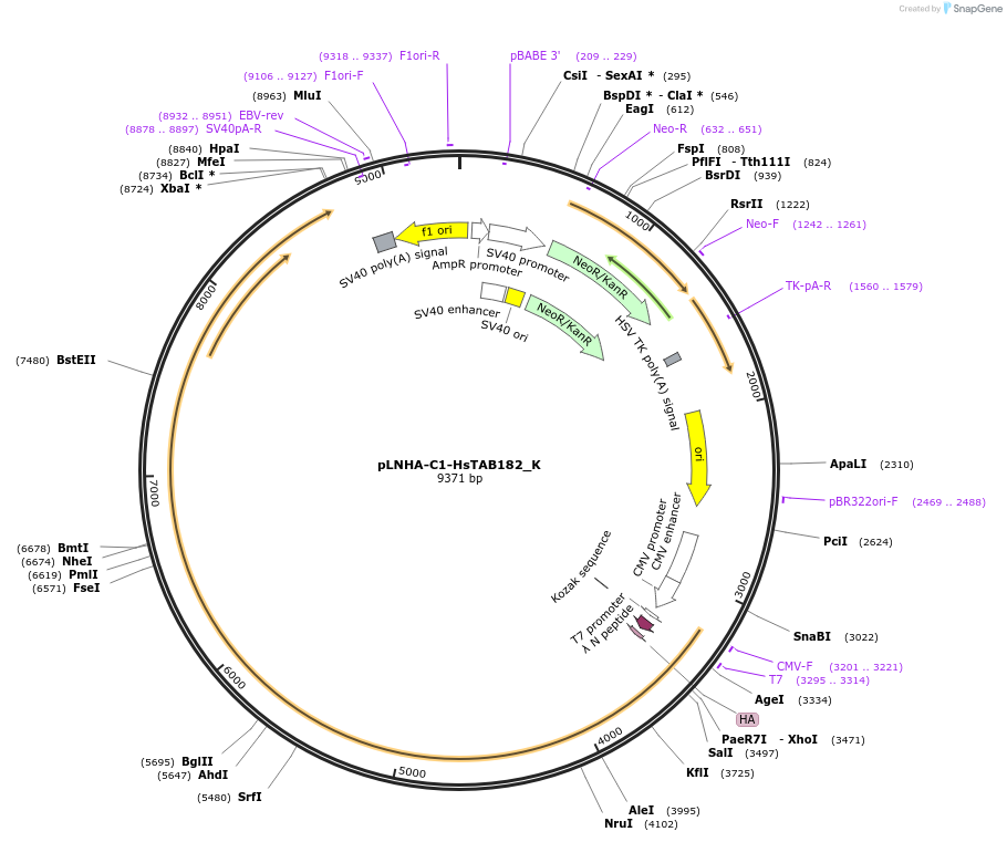 146774-plasmid-map-sequence-id-421011