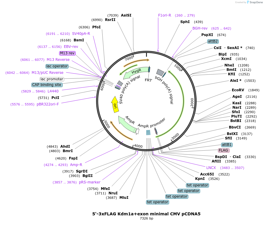 212055-plasmid-map-sequence-id-421014