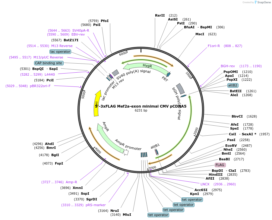 212062-plasmid-map-sequence-id-421022