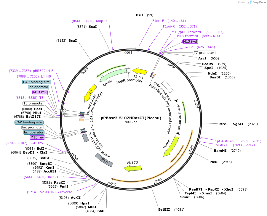 209917-plasmid-map-sequence-id-421024