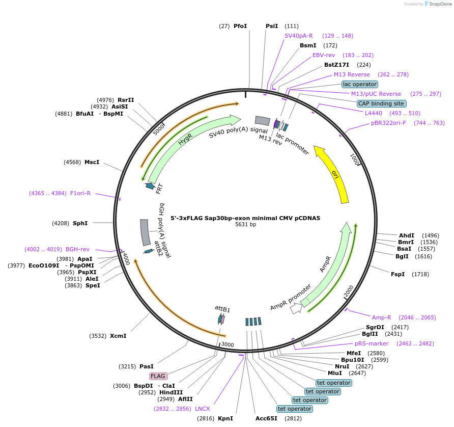 212084-plasmid-map-sequence-id-421027