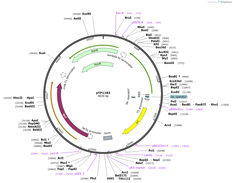 104163-plasmid-map-sequence-id-421047