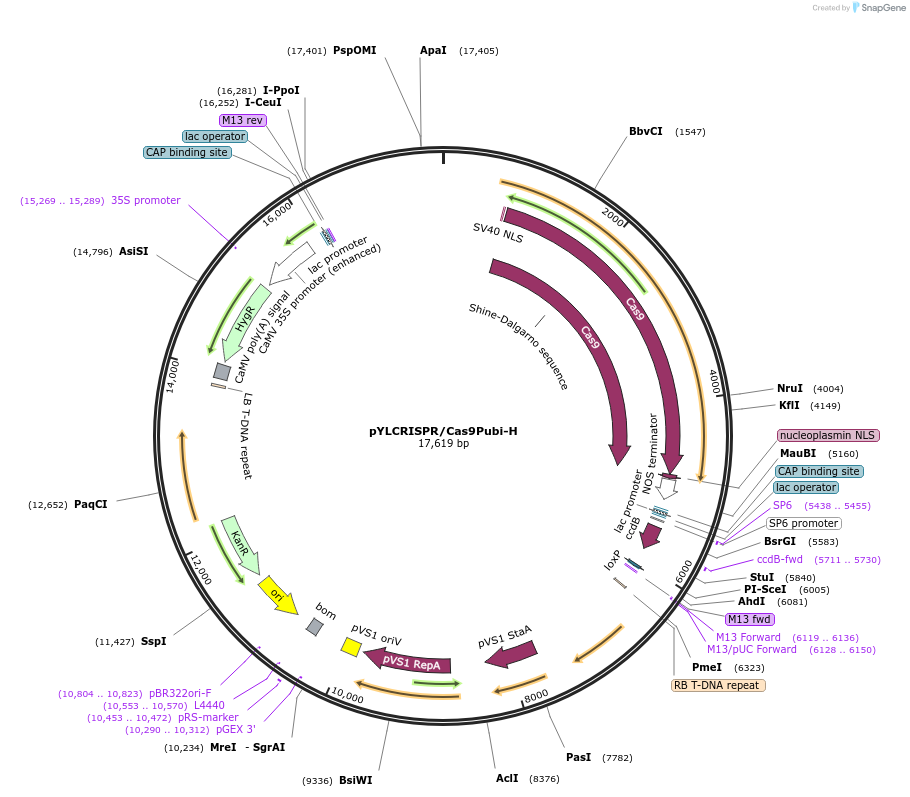 66187-plasmid-map-sequence-id-421050