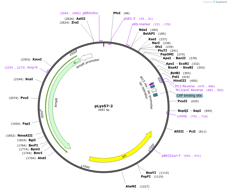 211565-plasmid-map-sequence-id-421056