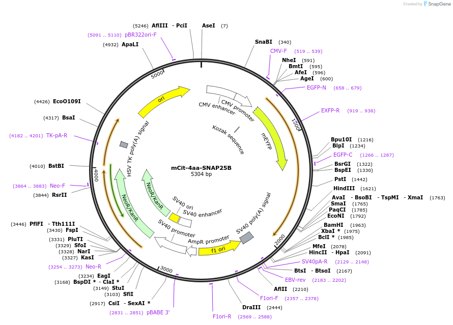 53235-plasmid-map-sequence-id-421058